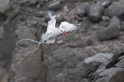 060 Red-billed tropicbird 07